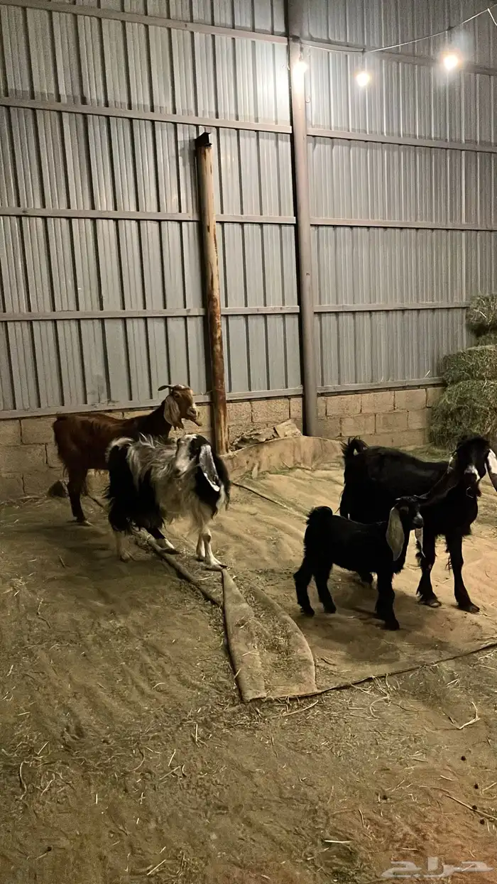 معزاء للبيع 3 تحتها 1 2