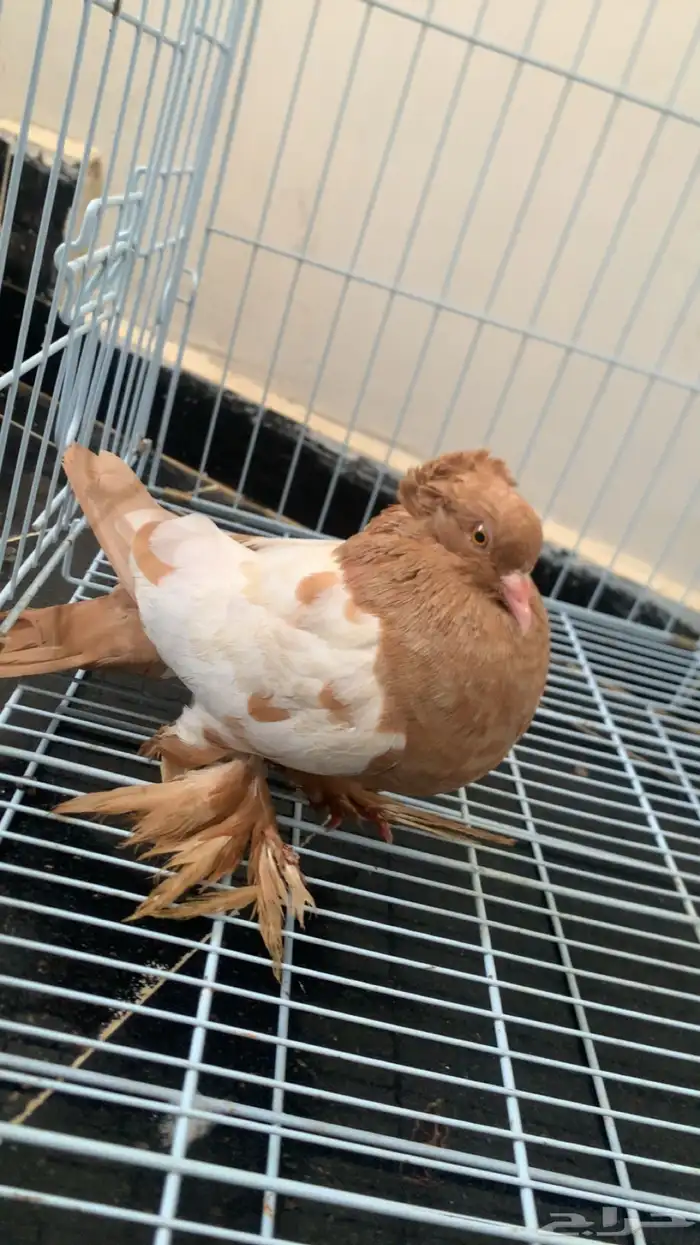حمام عراقي 1