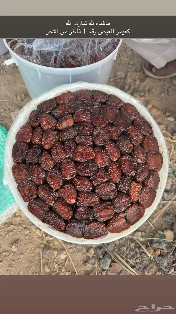 اللبيع كعيمر العيص رقم 1 0