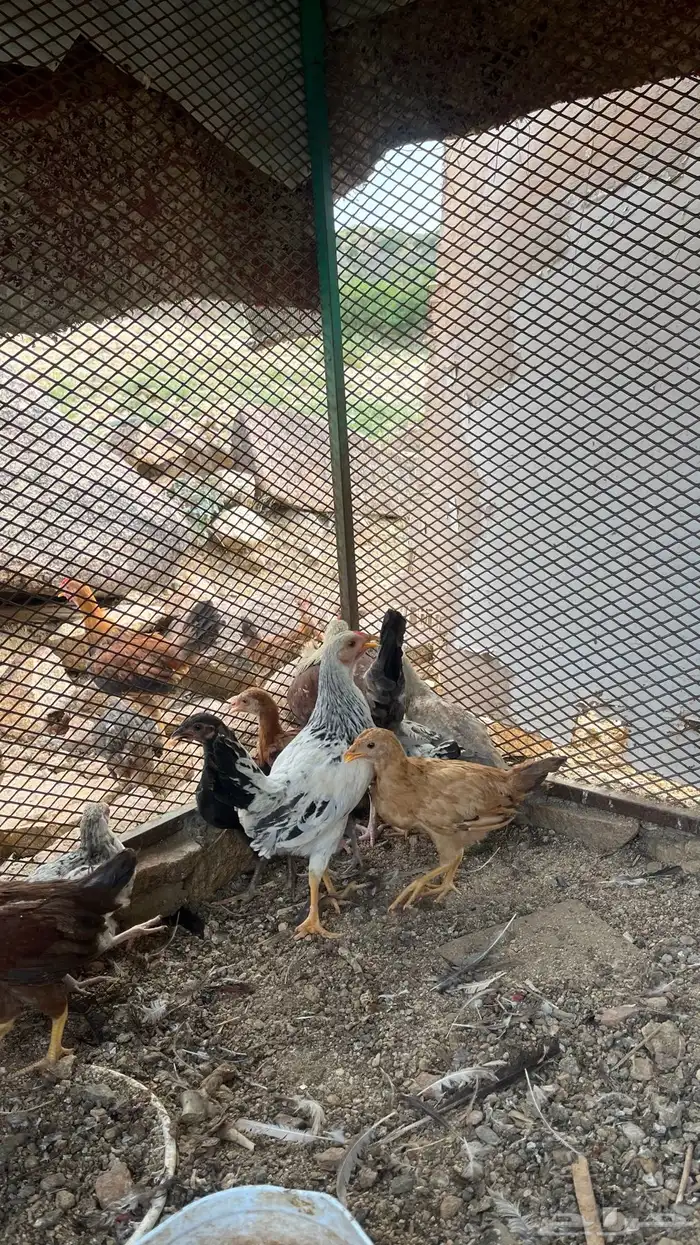 فريج للبيع العمر شهرين الصحة شرط 2
