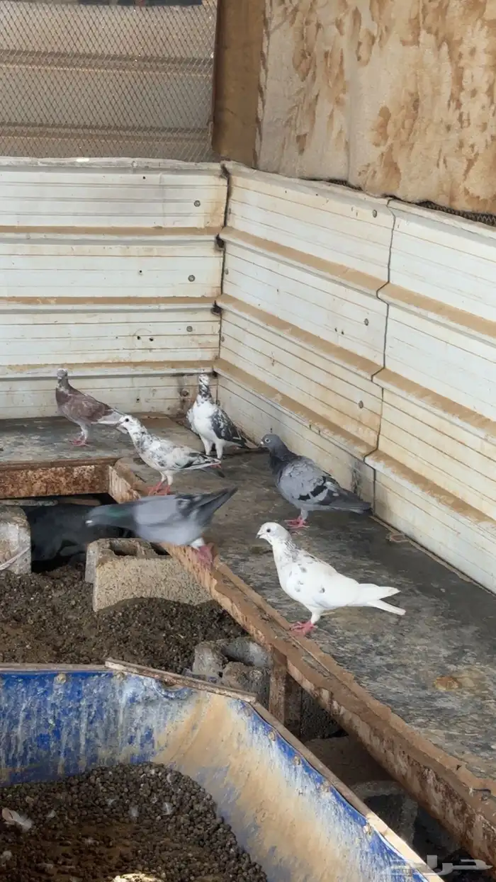 حمام منوع تغريبآ 26 طير 17
