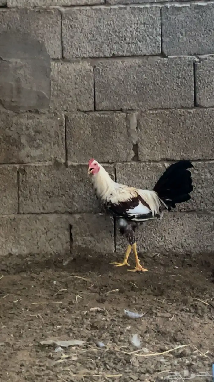 للبيع دجاج مهجن بلدي وباكستاني العدد 2 ديوك 2دجاجه 2