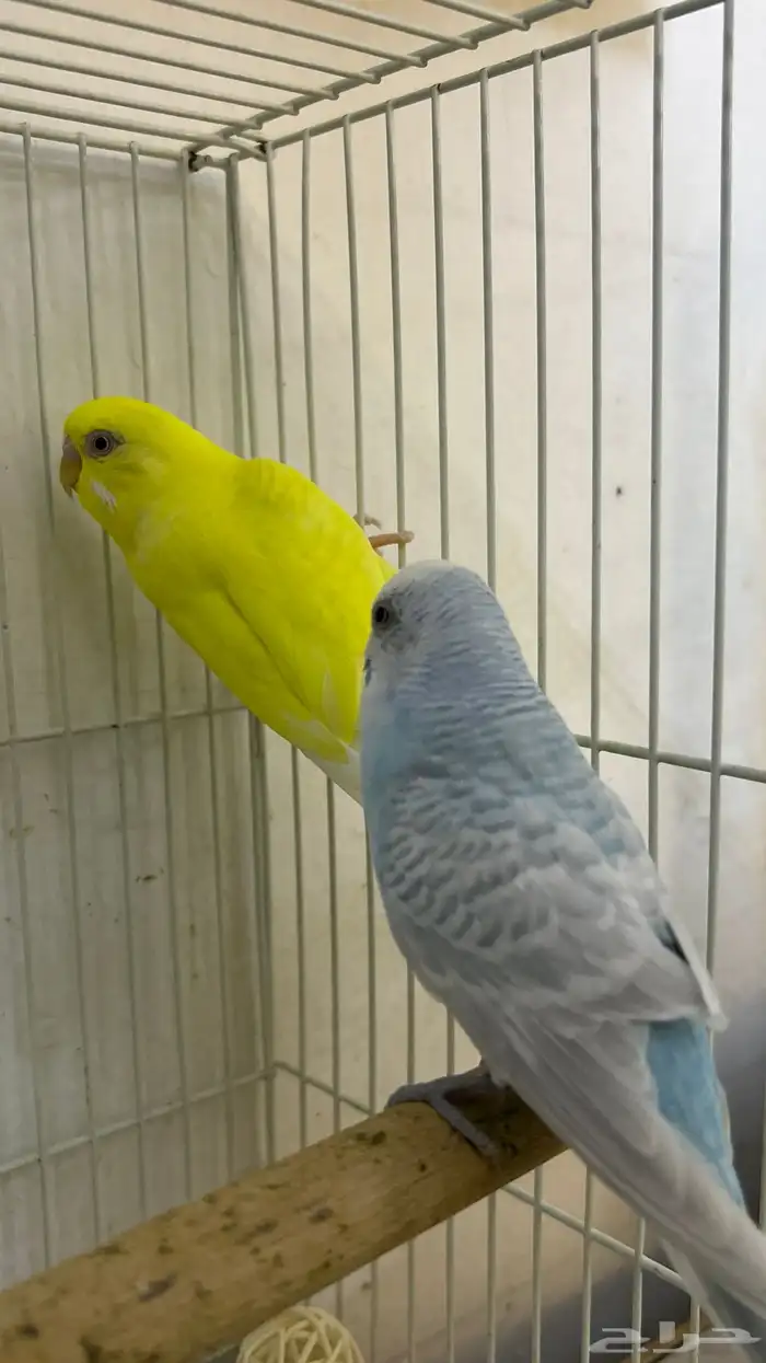 طيور ابادجي 1