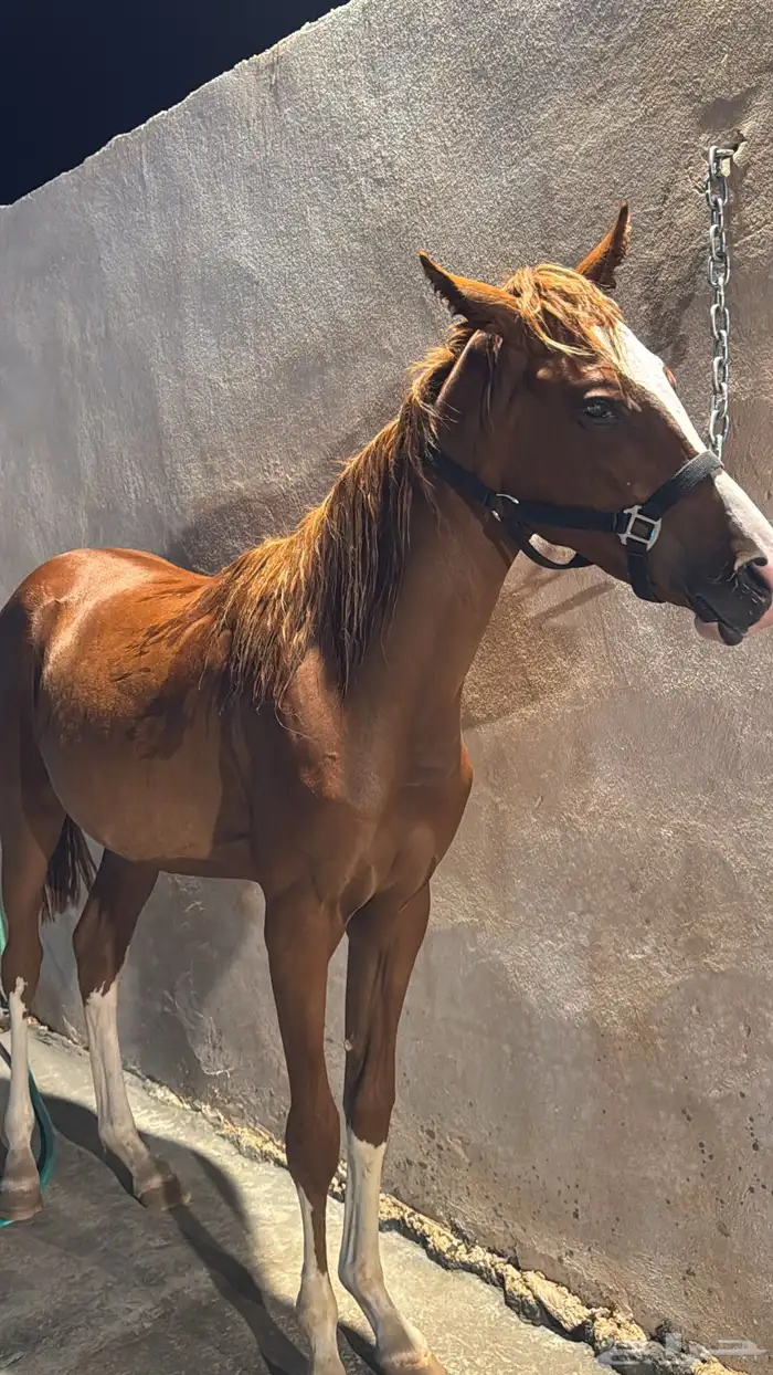 حصان على السوم 2