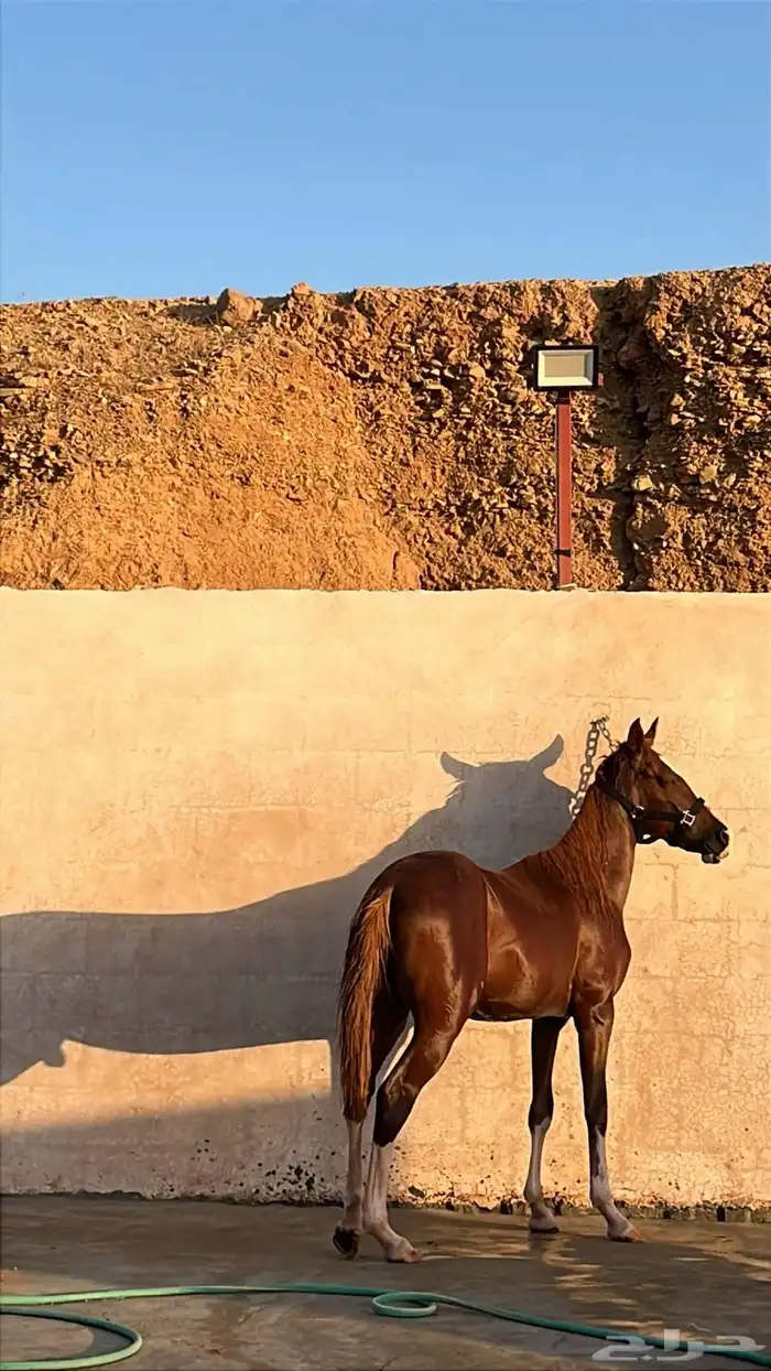 حصان على السوم 0