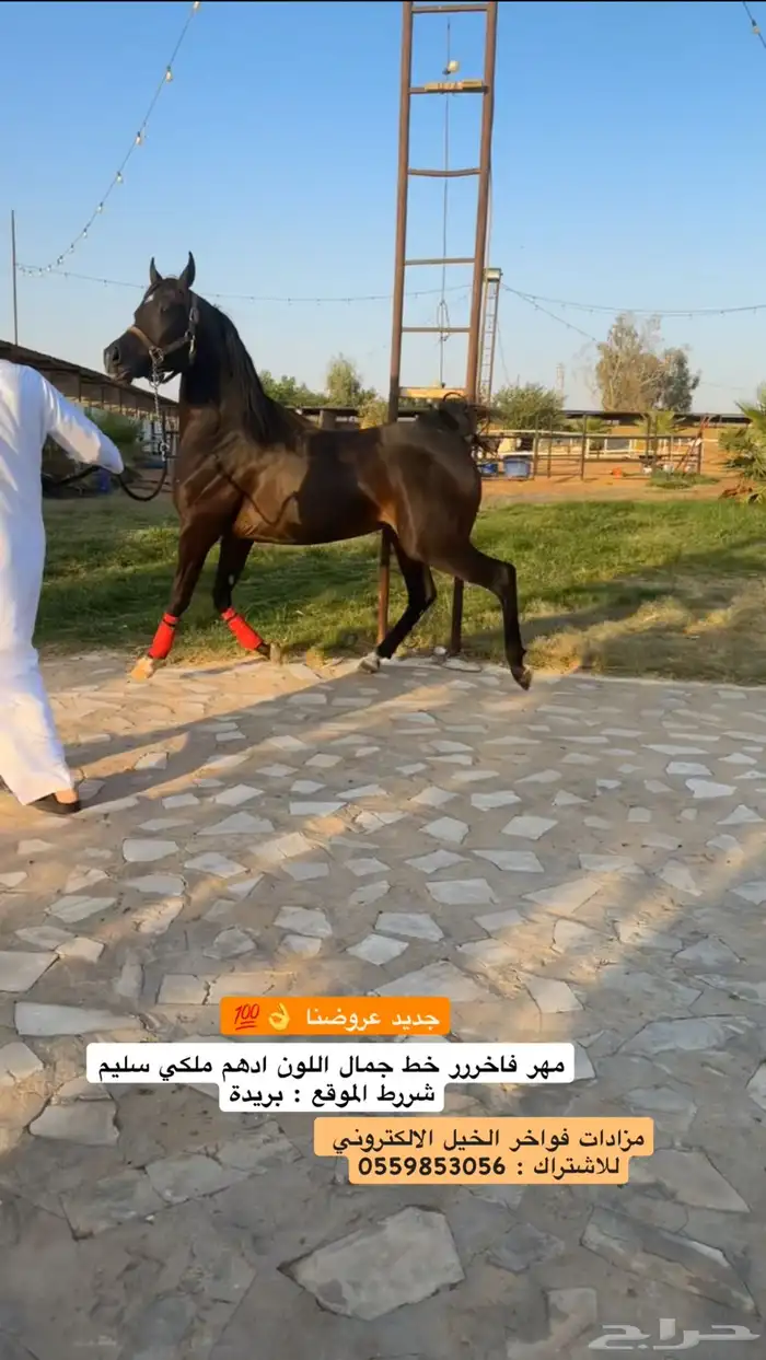 مهر ادهم اللون الملكي (اسود) 0