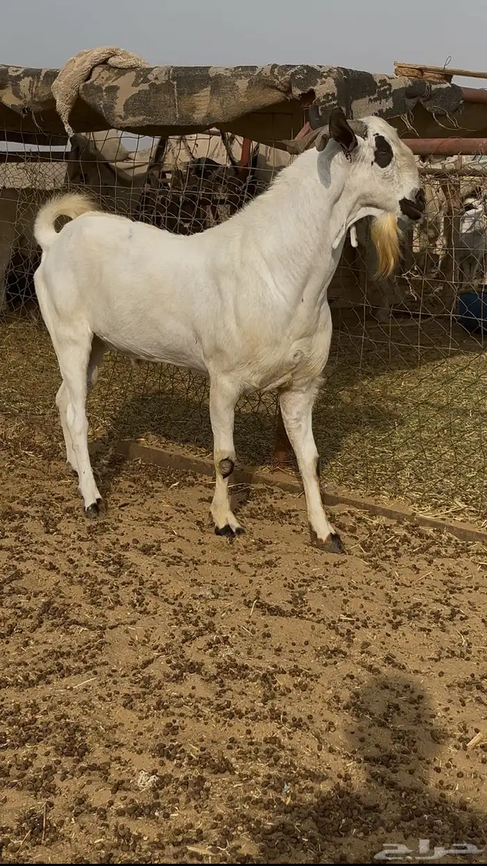 عنز بيشيه صنف 2
