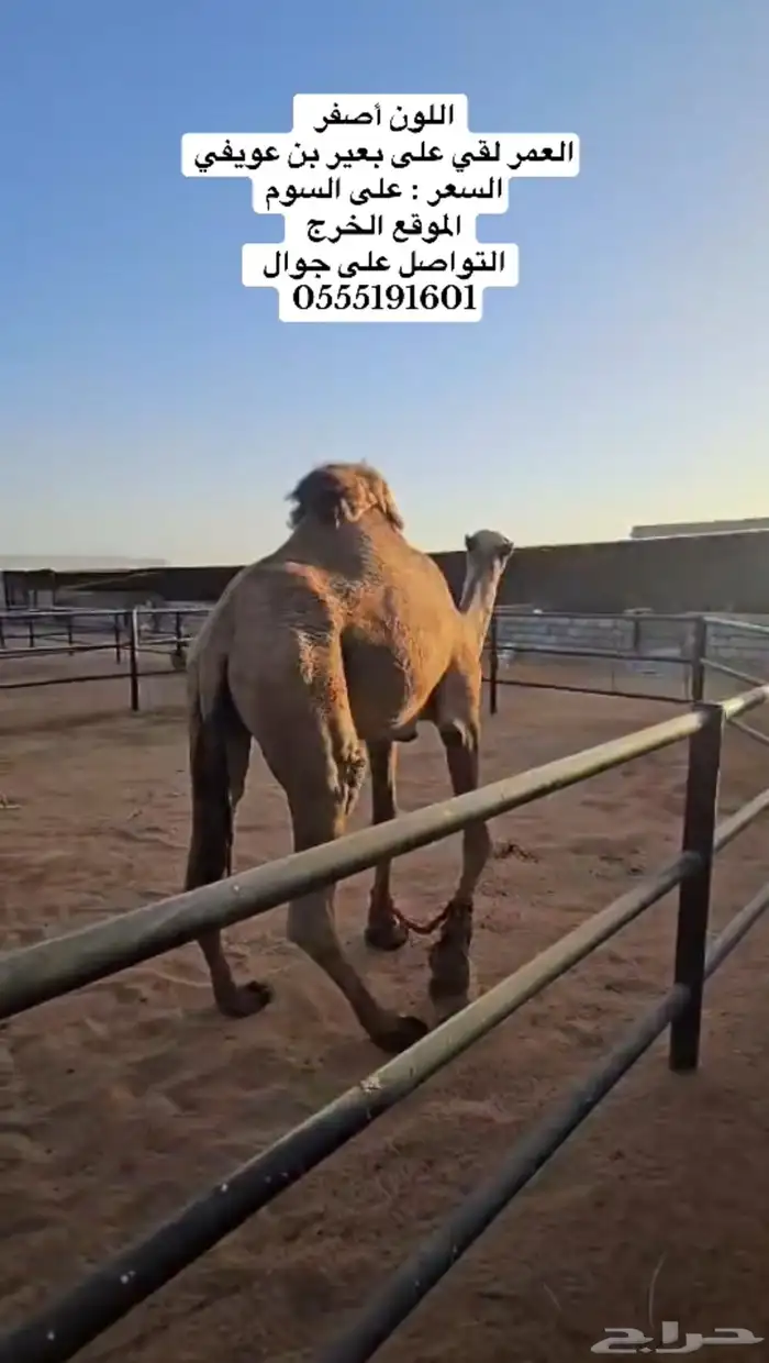 بعير 1