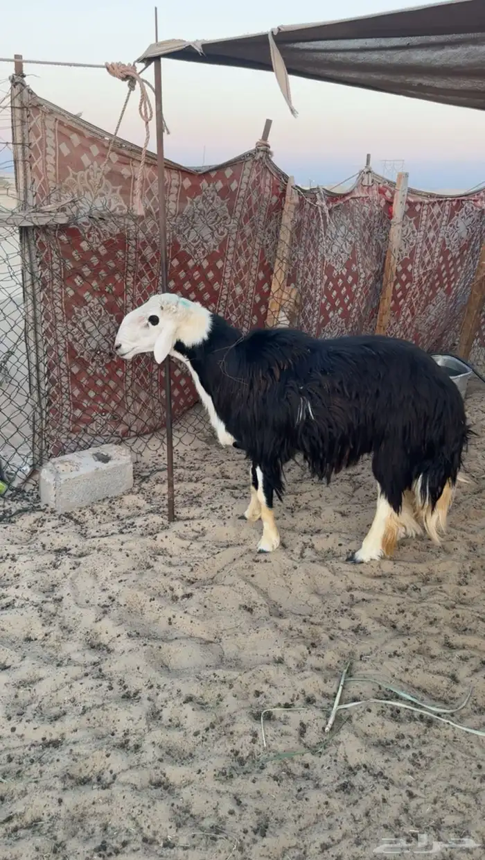فحل طلي نجدي على الشرط ينسف صغير سن عمره سنتين 1