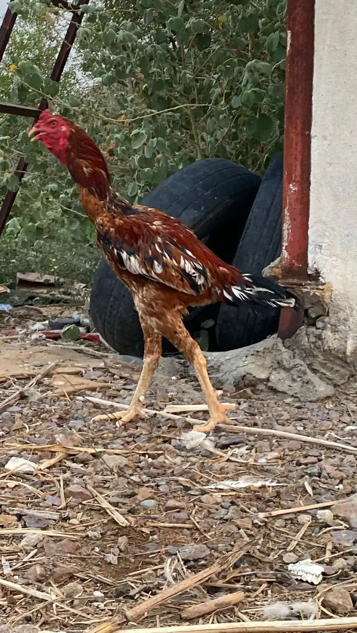 ديك سندي بيور 0