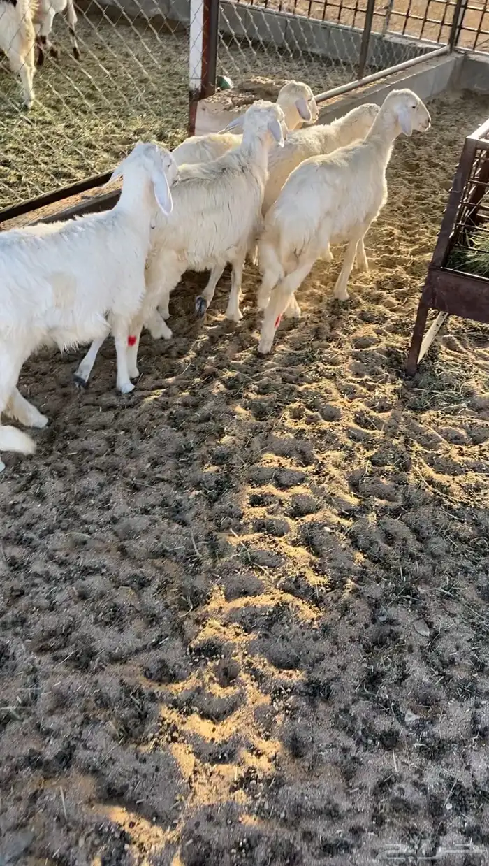 للبيع عدد 5 رخال وخروفين 0