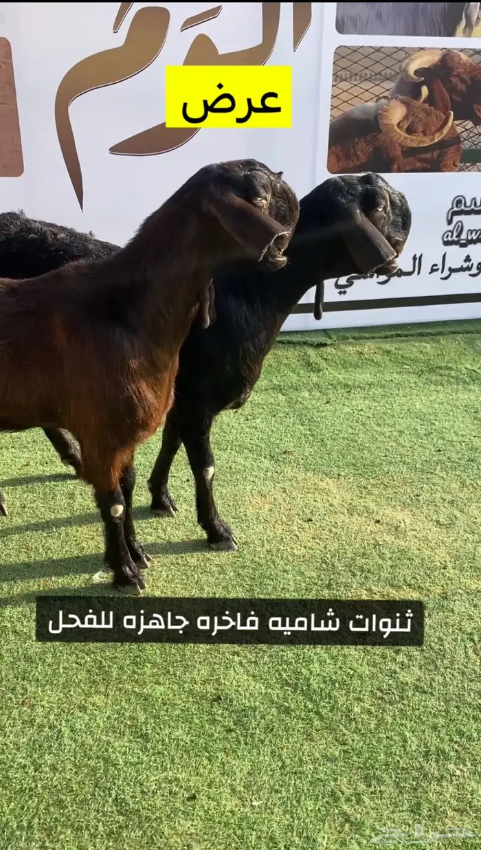 معزا شاميه فاخره 1