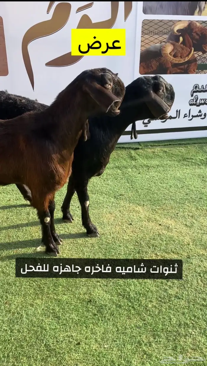معزا شاميه فاخره 2
