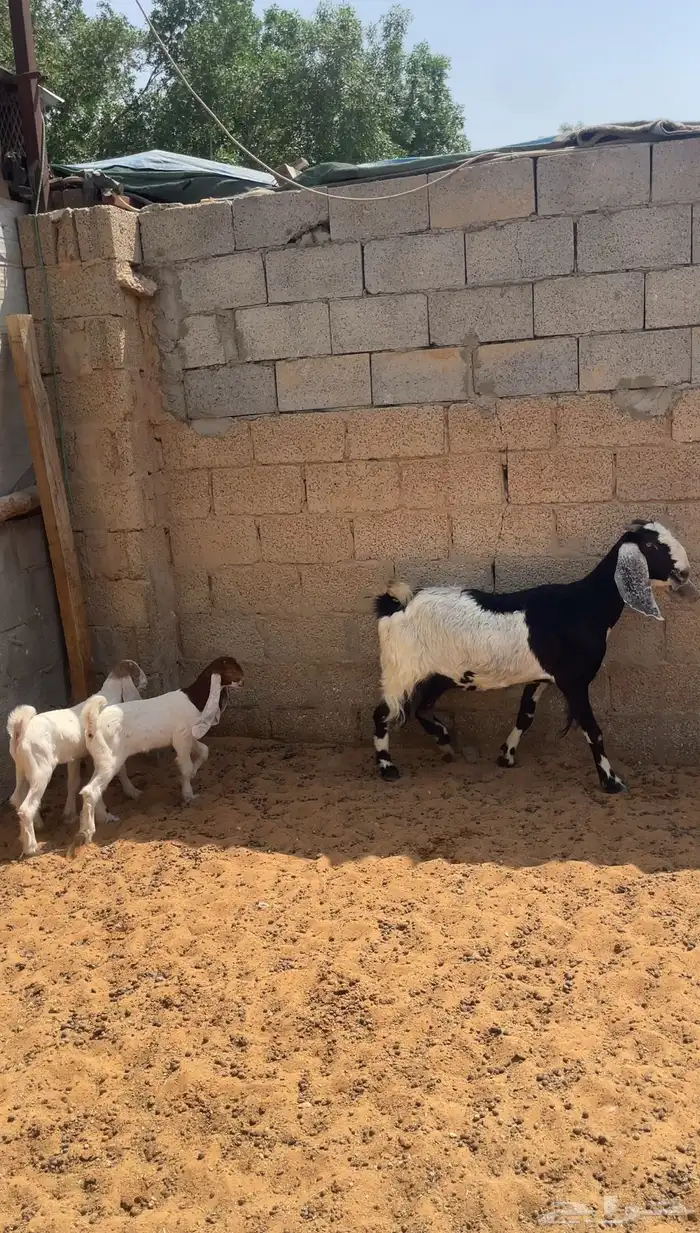 عنز متبع ( تم البيع ) 0