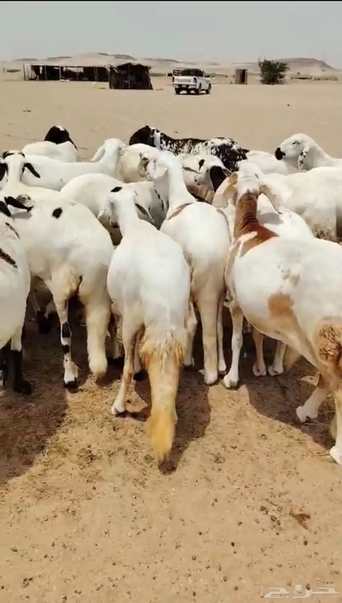 نعاج سواكنية فواخر 1