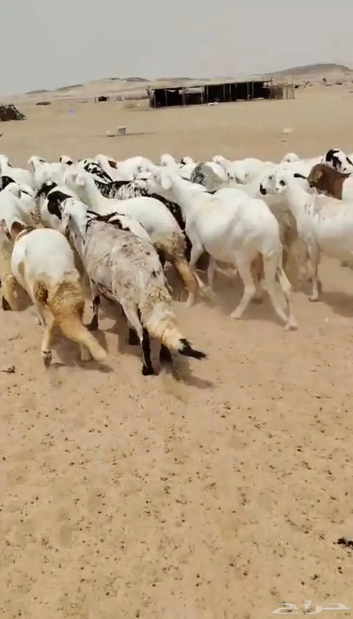 نعاج سواكنية فواخر 3