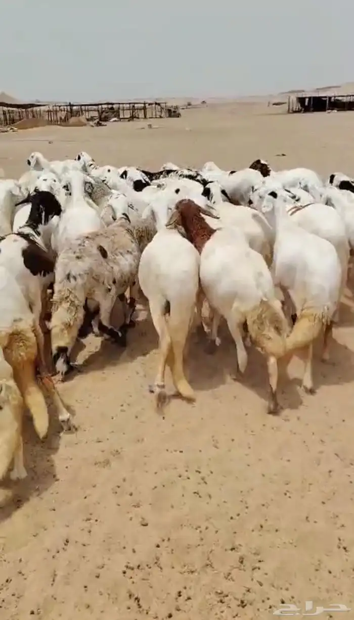نعاج سواكنية فواخر 2
