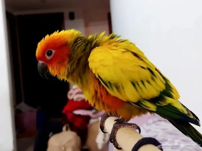 صن كنيور هدد متكلم عاليد اليف 0