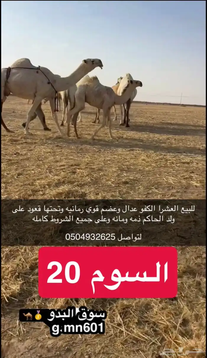 العشرا الكفو رمانيه 0