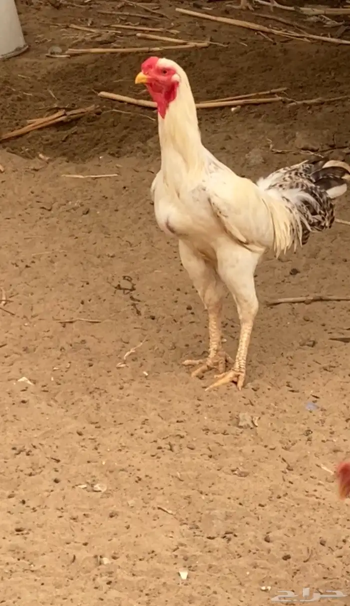 ديوك 0