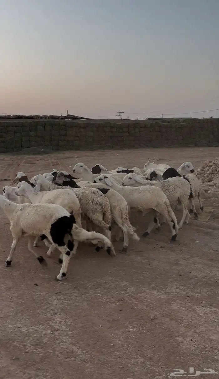 سواكن عدد 25 مرابي شهرين لحم شرط 0