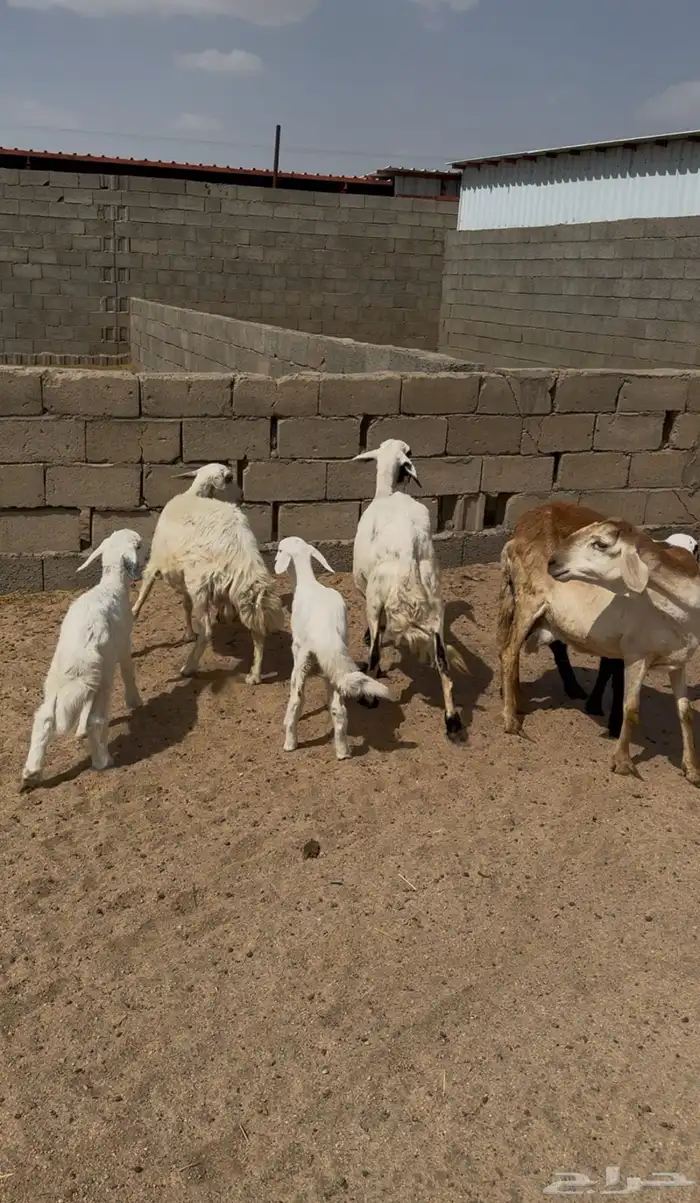 3 من الغنم عليها 3 ديود سليمة 0