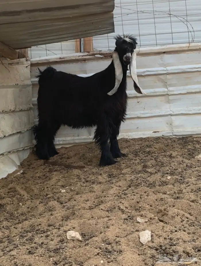 مواشي معزاء عوارض 1