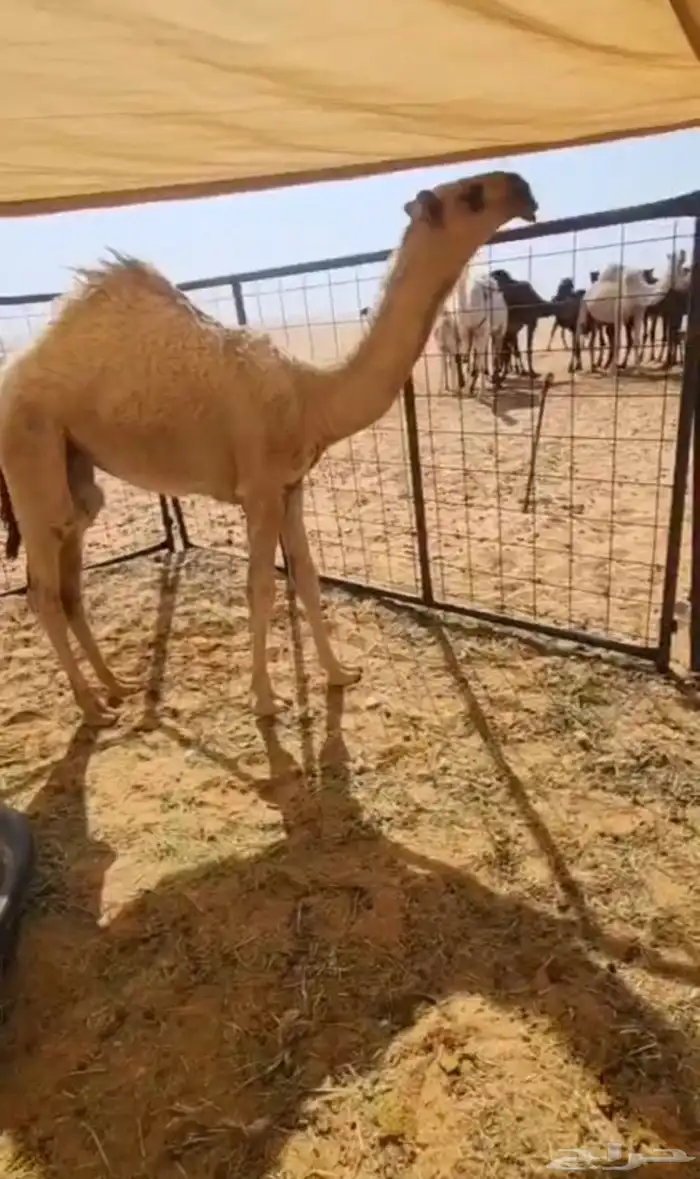 بكره شقحا كفو 0