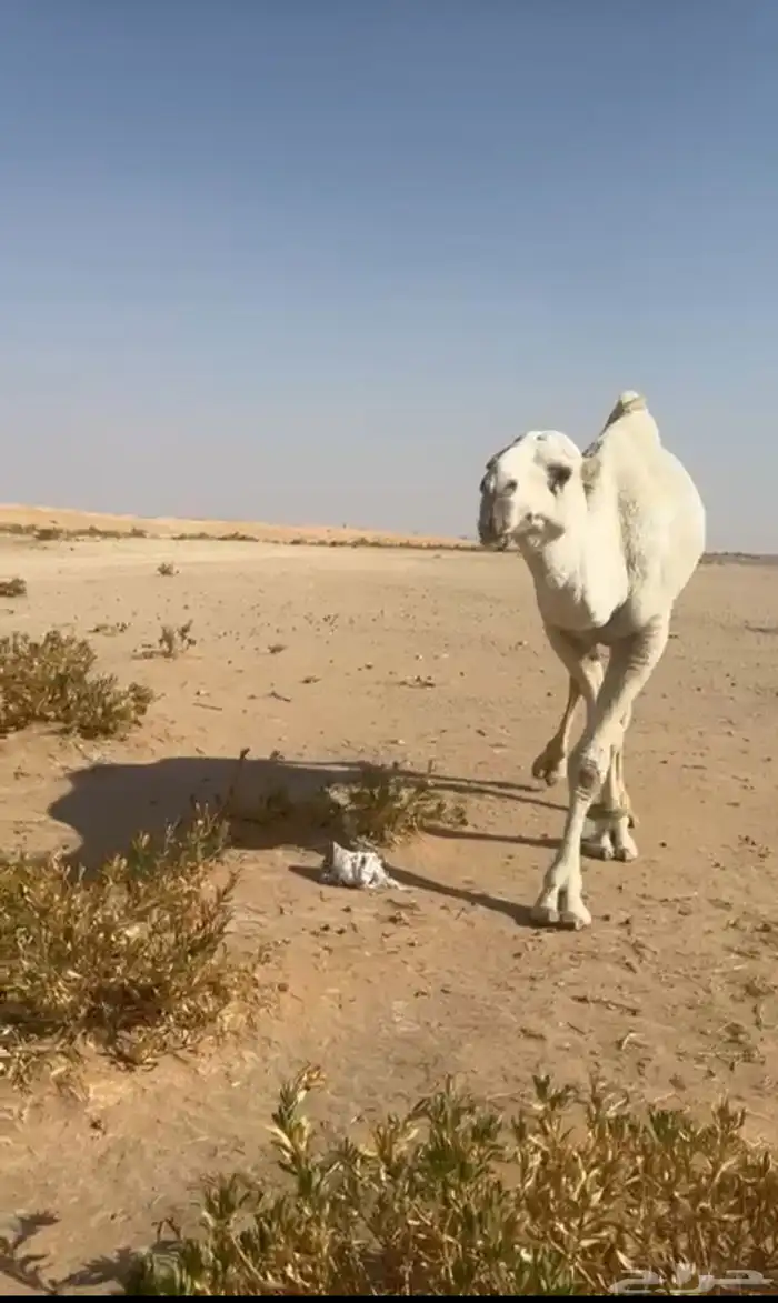 بعير باتلي 2