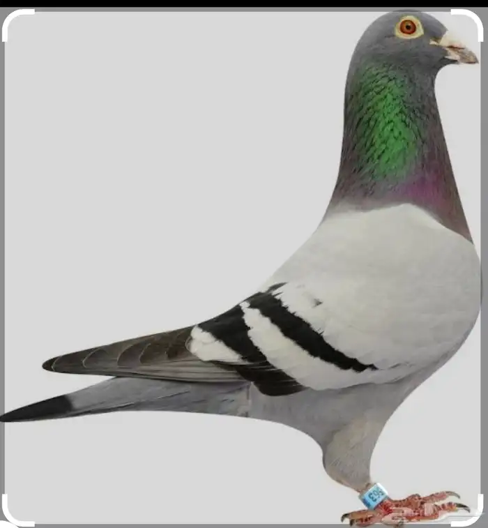 حمام زاجل او كريمي 0