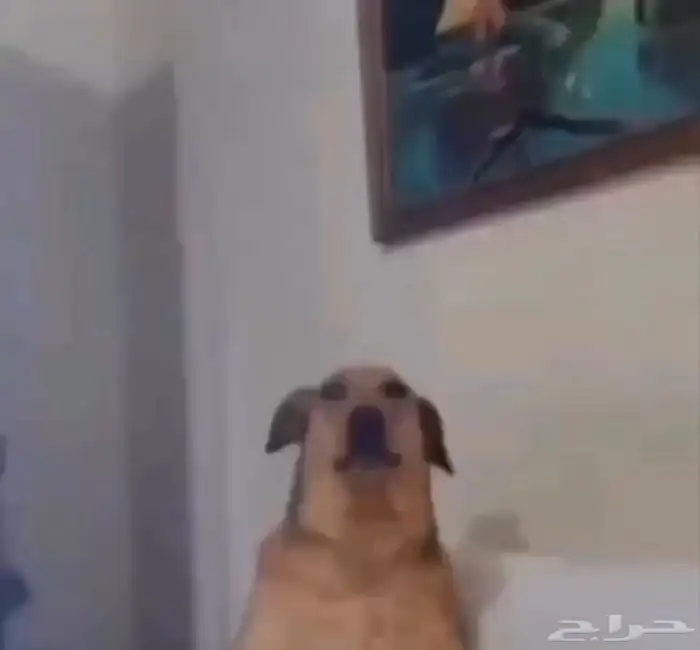 قطط كلاب طيور 8