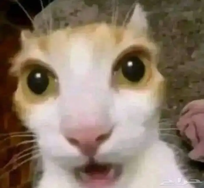 قطط كلاب طيور 7
