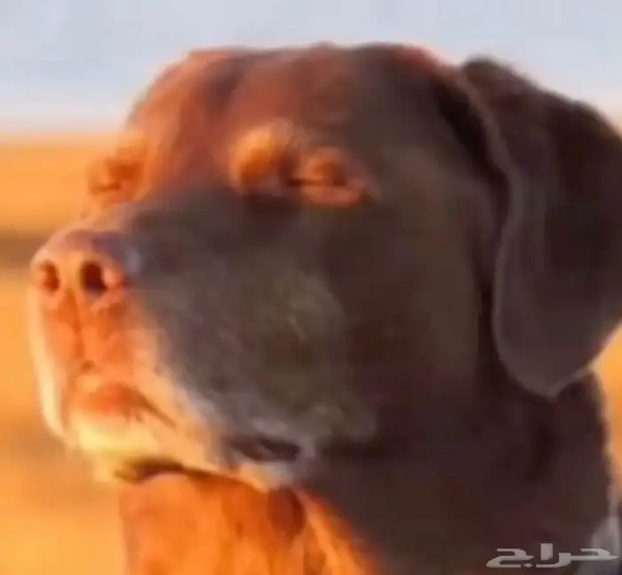 قطط كلاب طيور 11