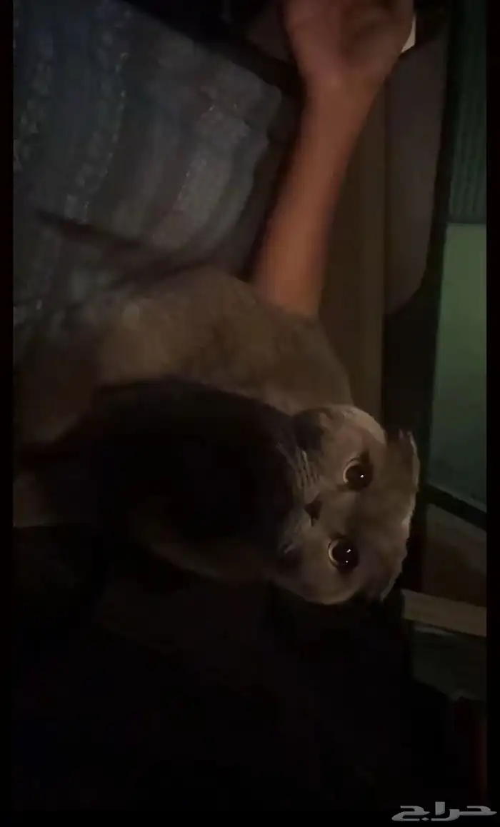 بسه من نوع سكوتش فولد 0