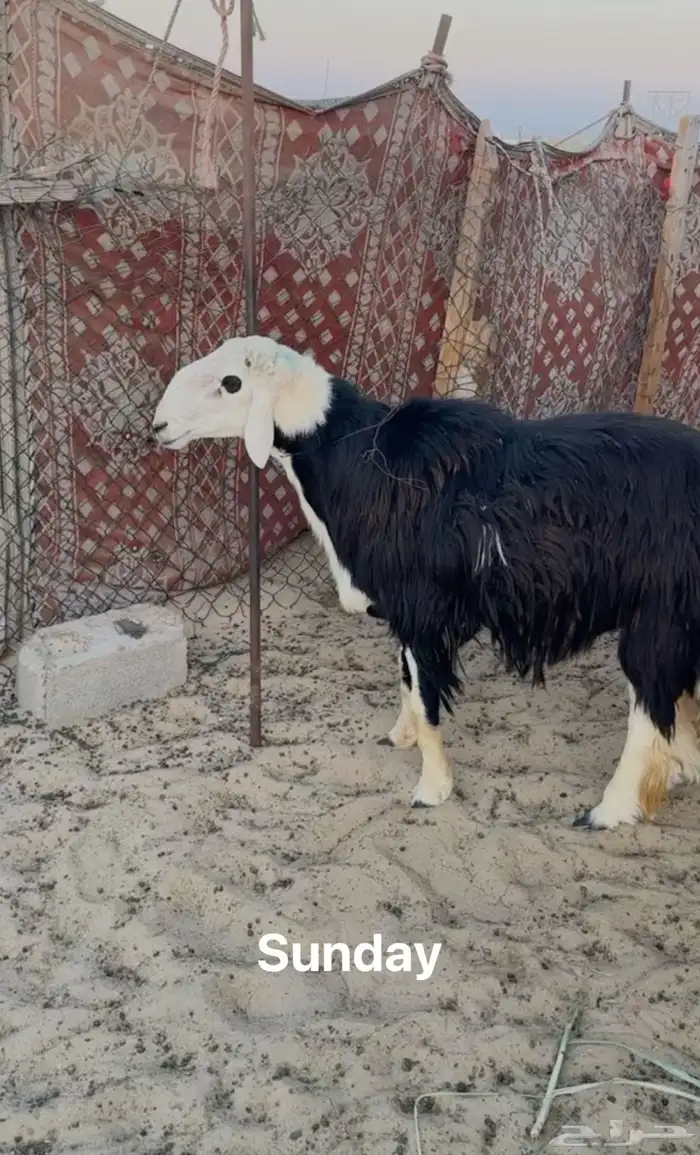 فحل طلي نجدي على الشرط ينسف صغير سن عمره سنتين 0