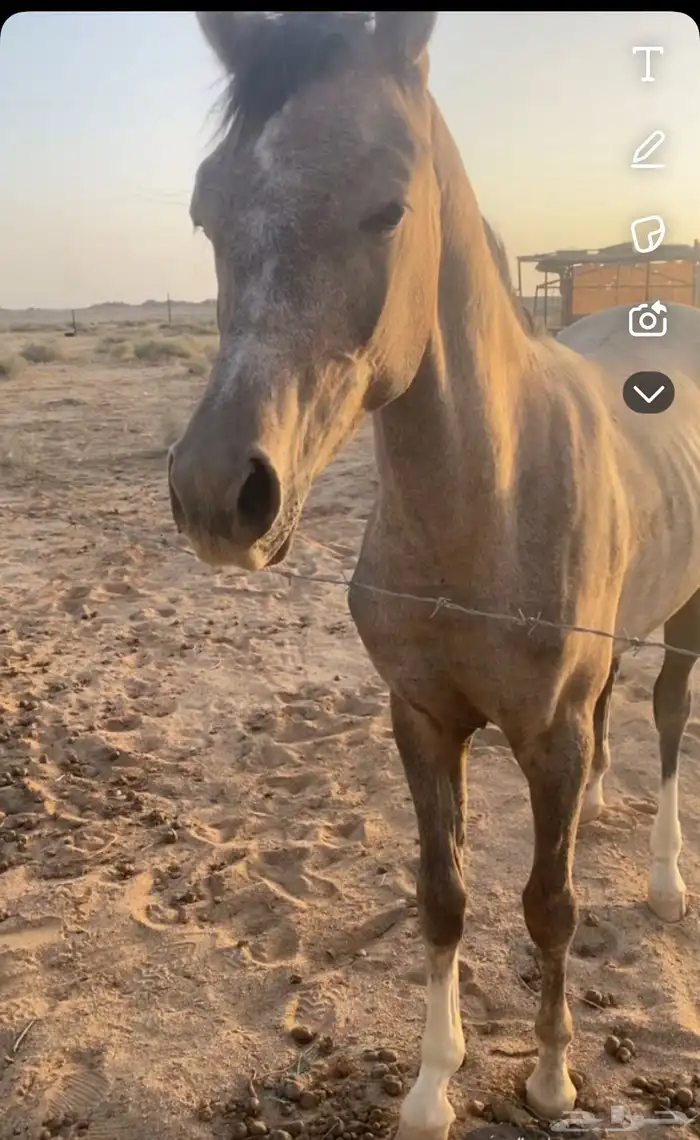 مهر شعبي 1