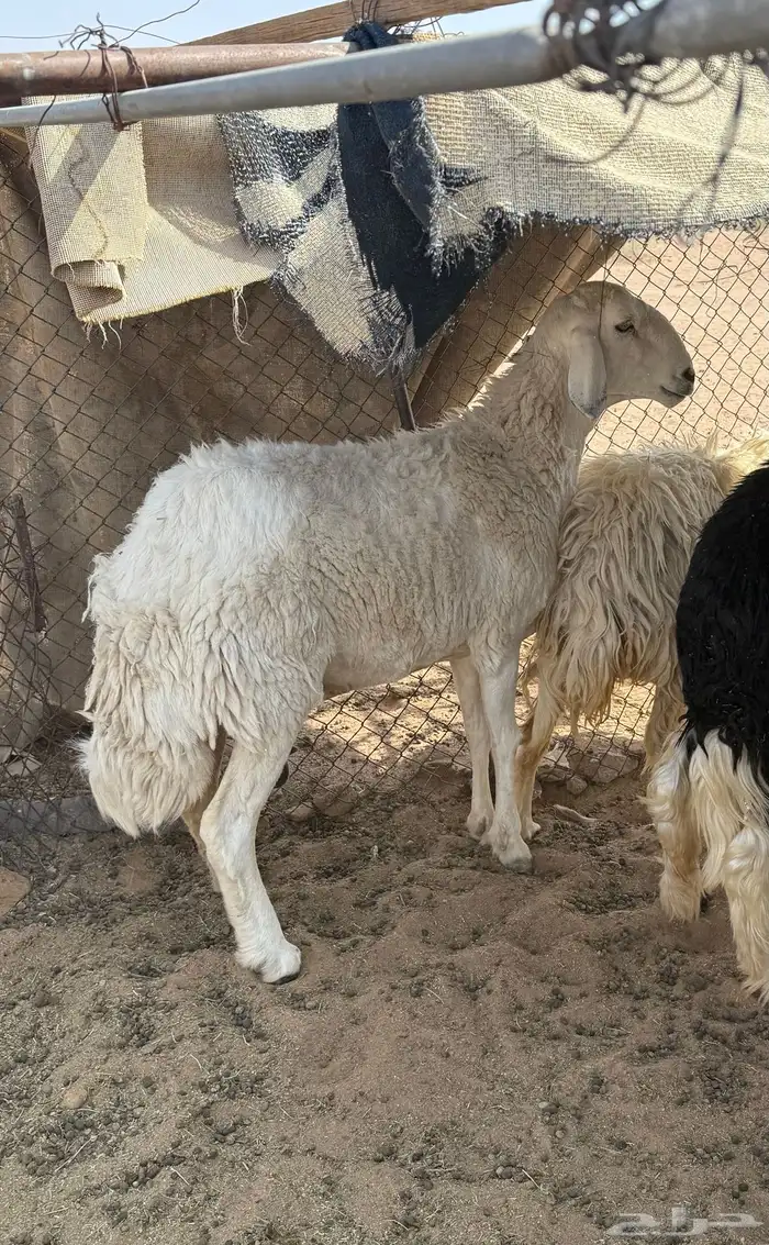 شاه طيبه سنها سدس صنف سليم من جميع العذاريب 6