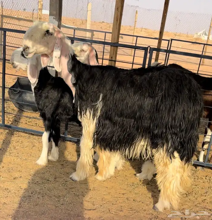 نجديه خصم تحتها طلي 3