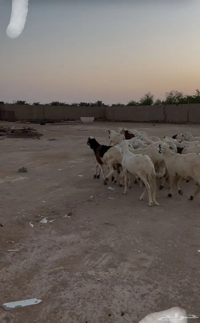 سواكن عدد 25 مرابي شهرين لحم شرط 1