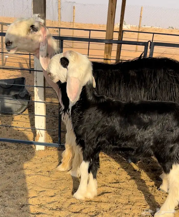 نجديه خصم تحتها طلي 1