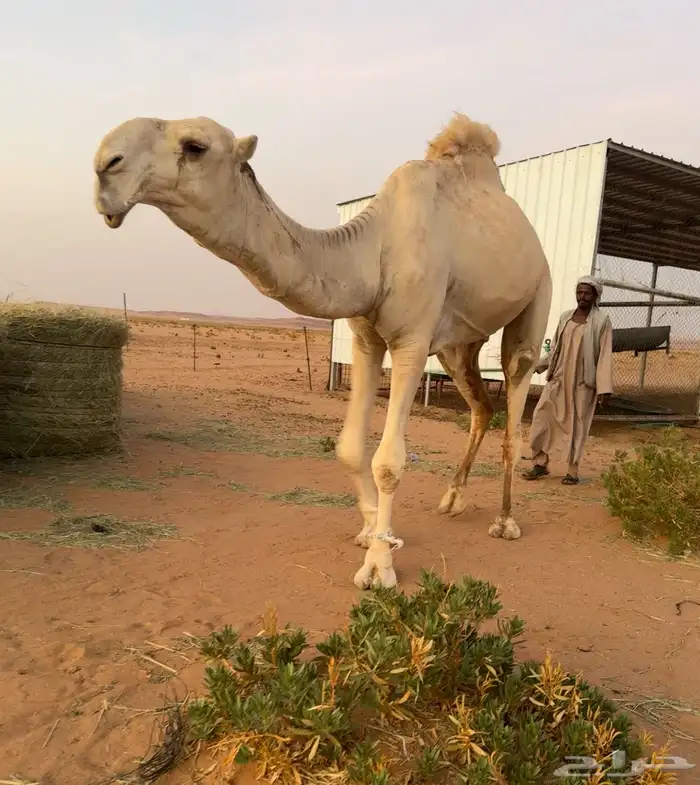 قعود فحل كفو فاخر على ساس لأهل الزين فقط 1