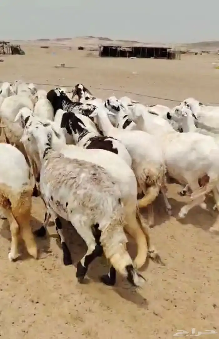 نعاج سواكنية فواخر 0