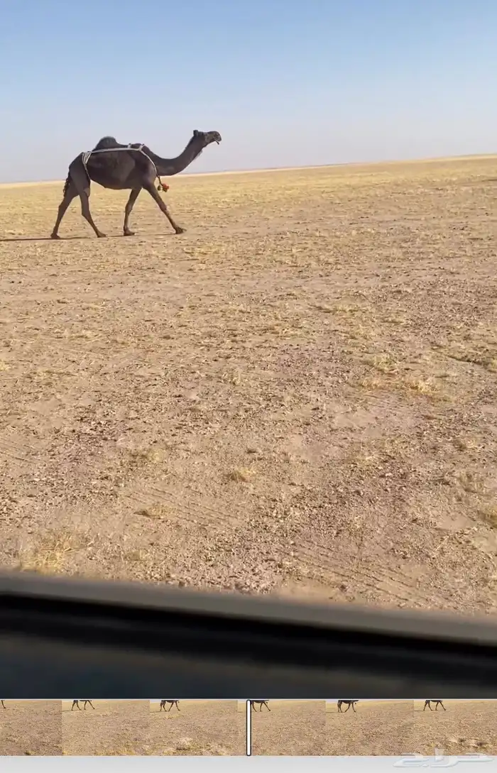 للبيع عشراء كفو فيها هزه على جميع الشروط 0