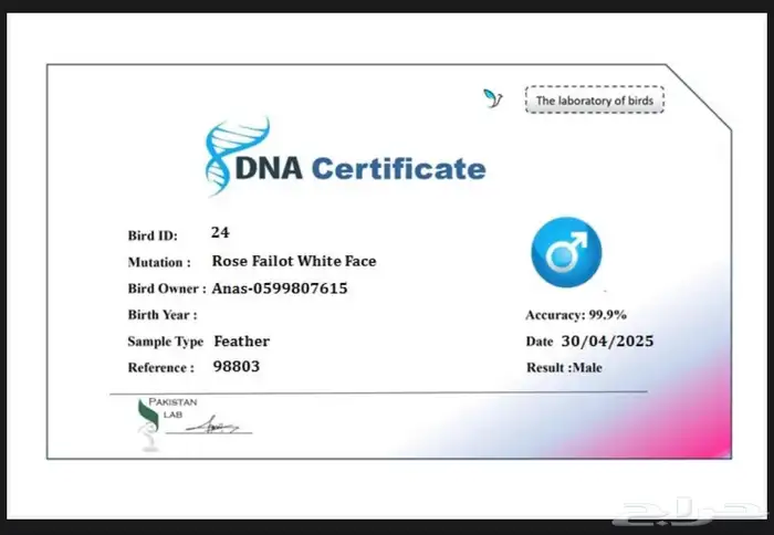 زوج روز فاخر و ألوان جميله مع تحليل DNA 8