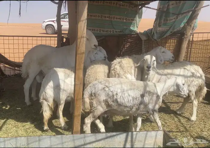6 حريات مضاريع ودفيع 1