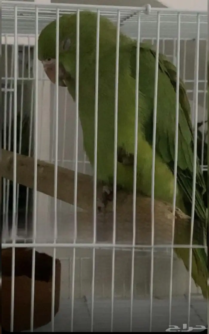 طير دره مفقود 0