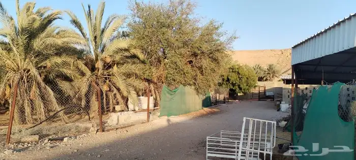 للبيع مزرعة المساحة 4000 في ديراب 6