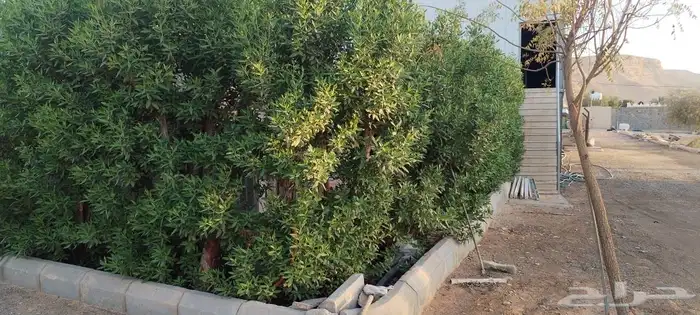 للبيع مزرعة المساحة 4000 في ديراب 3