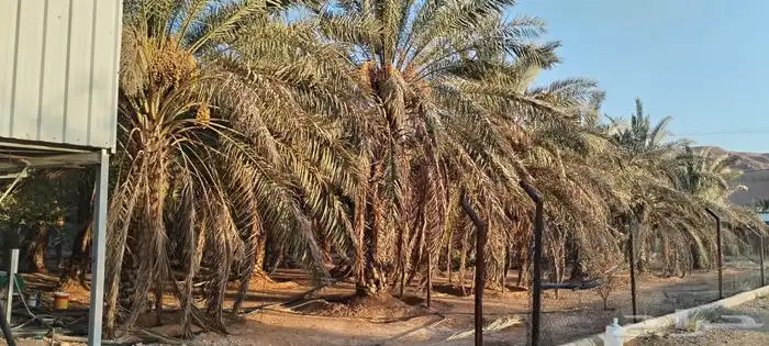 للبيع مزرعة المساحة 4000 في ديراب 8