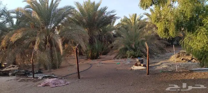 للبيع مزرعة المساحة 4000 في ديراب 1